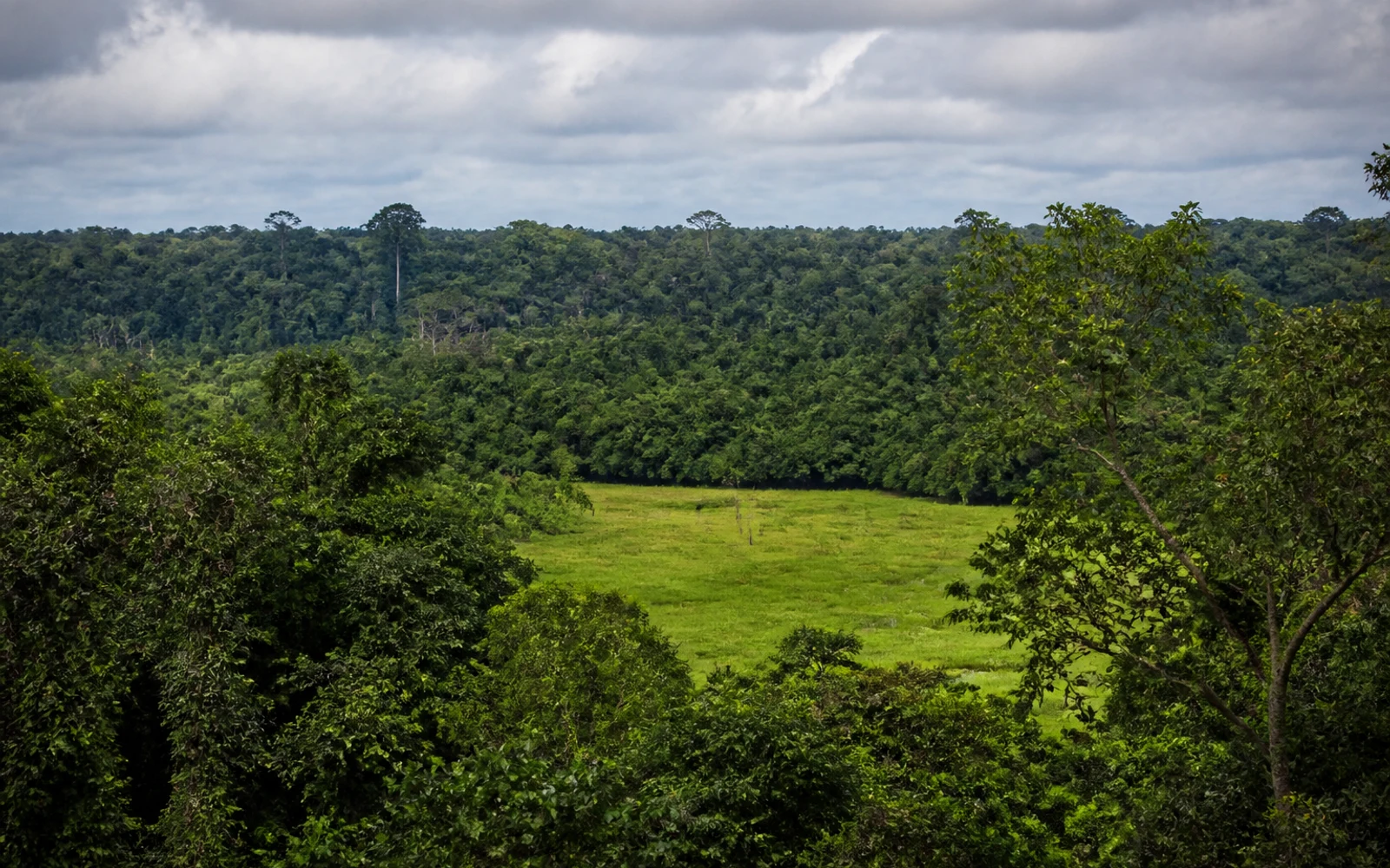 Dzanga-Sangha rainforest in Lobaye