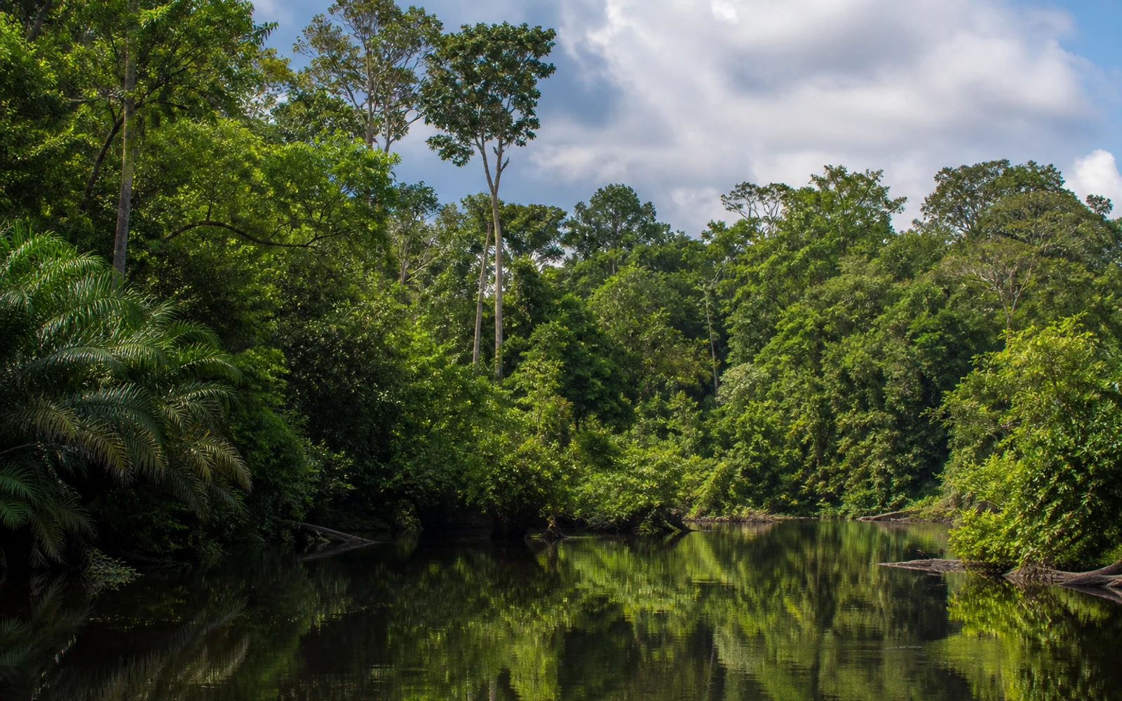 Congo Basin rainforest in Sangha