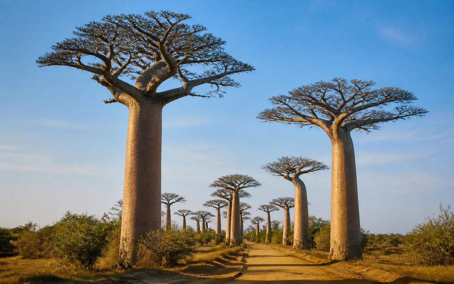 Avenue of the Baobabs in Menabe