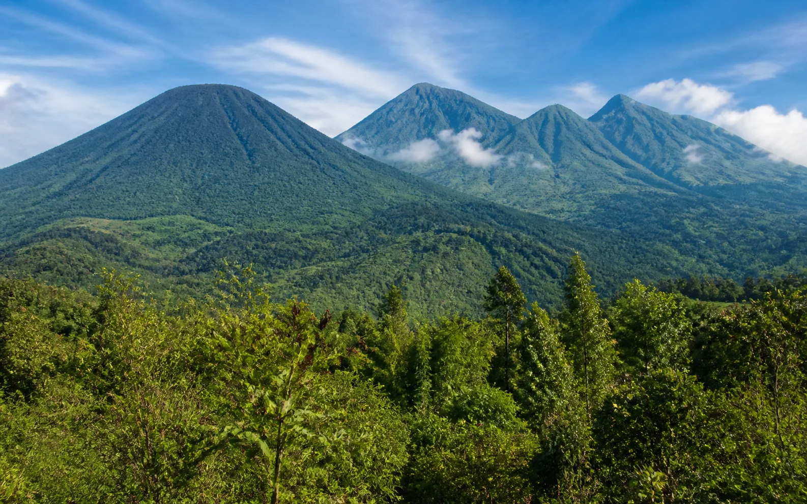 Volcanoes National Park gorilla habitat in Musanze