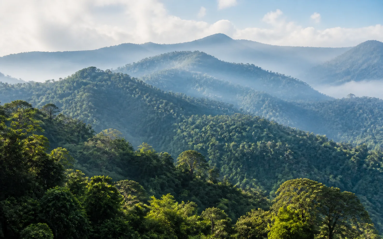 Bwindi Impenetrable Forest in Kanungu